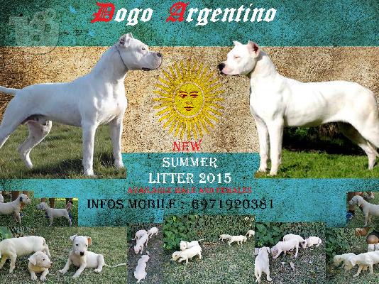 PoulaTo: Dogo Argentino